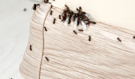 Ant & Fire Ant Control