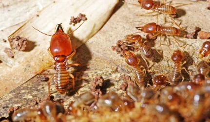 Termite Control & Home Inspection Reports